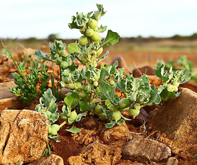 green-plant